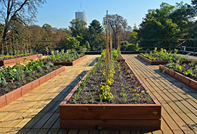 Vegetable plots and wooden decking on a rooftop