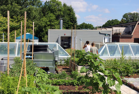 Vegetable garden surrounded by buildings